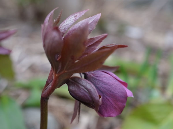f:id:elmikamino:20110422101301j:image