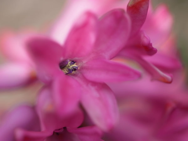 f:id:elmikamino:20110422102343j:image