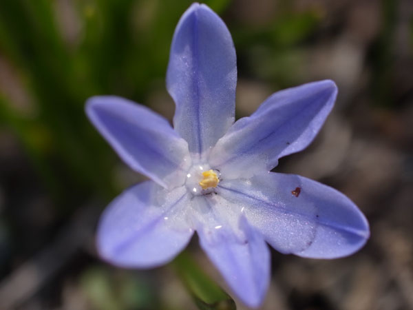 f:id:elmikamino:20110422102505j:image