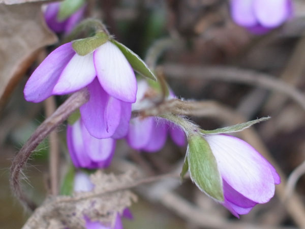 f:id:elmikamino:20110422102555j:image