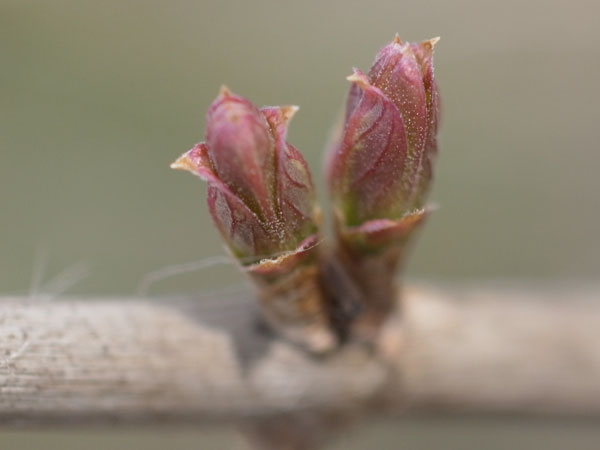 f:id:elmikamino:20110422103013j:image