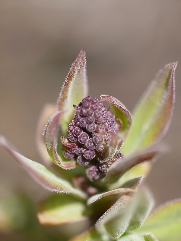 f:id:elmikamino:20110430151554j:image f:id:elmikamino:20110430151554j:image