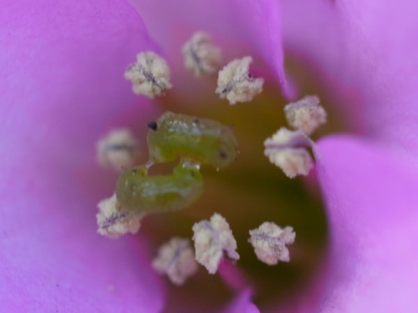 f:id:elmikamino:20110430151605j:image f:id:elmikamino:20110430151605j:image