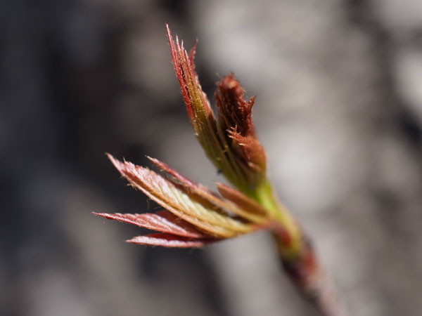 f:id:elmikamino:20110430151607j:image f:id:elmikamino:20110430151607j:image