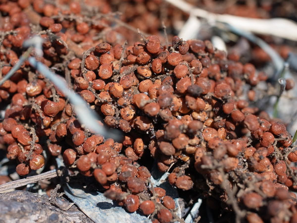 f:id:elmikamino:20110430151609j:image f:id:elmikamino:20110430151609j:image