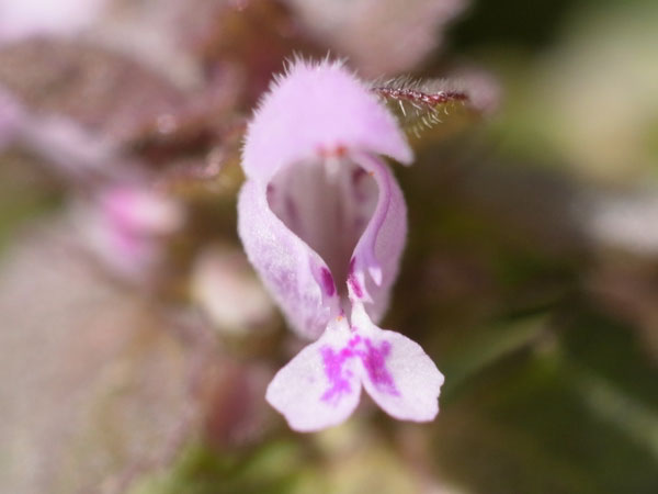 f:id:elmikamino:20110430151615j:image f:id:elmikamino:20110430151615j:image