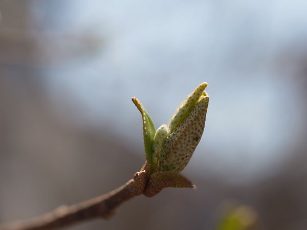 f:id:elmikamino:20110430151622j:image f:id:elmikamino:20110430151622j:image