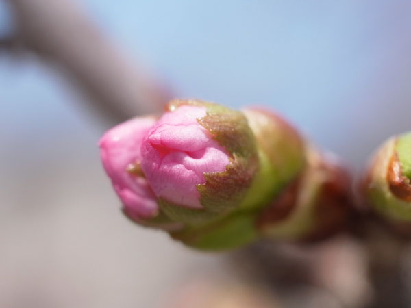 f:id:elmikamino:20110430151624j:image f:id:elmikamino:20110430151624j:image