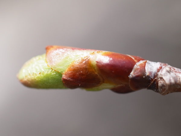 f:id:elmikamino:20110430151625j:image f:id:elmikamino:20110430151625j:image