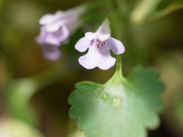 f:id:elmikamino:20110430151626j:image f:id:elmikamino:20110430151626j:image