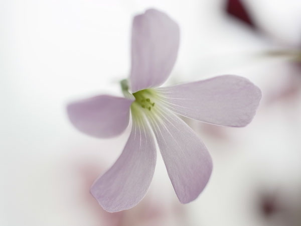 f:id:elmikamino:20110502170845j:image