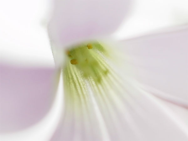 f:id:elmikamino:20110502170846j:image