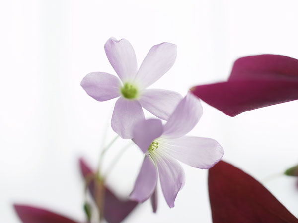 f:id:elmikamino:20110502170847j:image