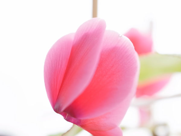 f:id:elmikamino:20110502170848j:image