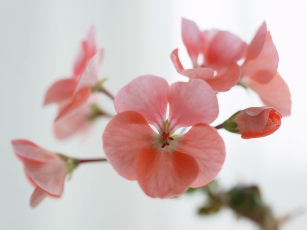 f:id:elmikamino:20110502170849j:image