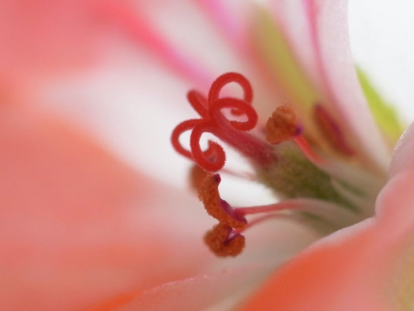 f:id:elmikamino:20110502170852j:image