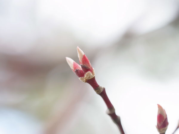 f:id:elmikamino:20110503113649j:image f:id:elmikamino:20110503113649j:image
