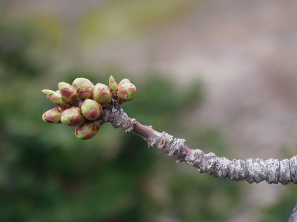 f:id:elmikamino:20110503113652j:image f:id:elmikamino:20110503113652j:image
