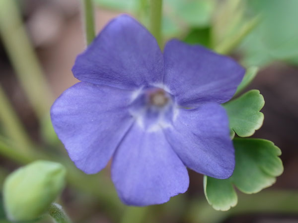 f:id:elmikamino:20110503113659j:image f:id:elmikamino:20110503113659j:image