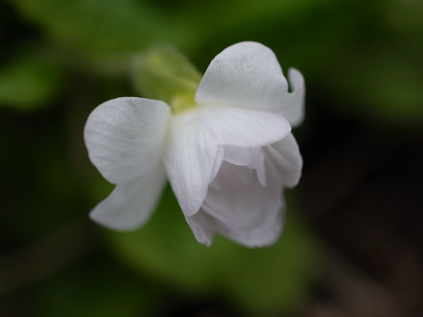 f:id:elmikamino:20110505121554j:image f:id:elmikamino:20110505121554j:image