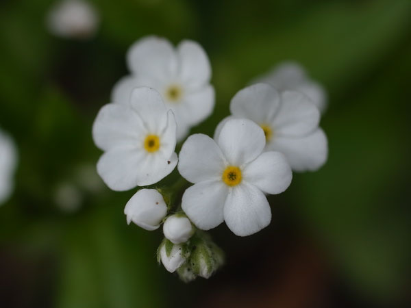 f:id:elmikamino:20110505160311j:image f:id:elmikamino:20110505160311j:image