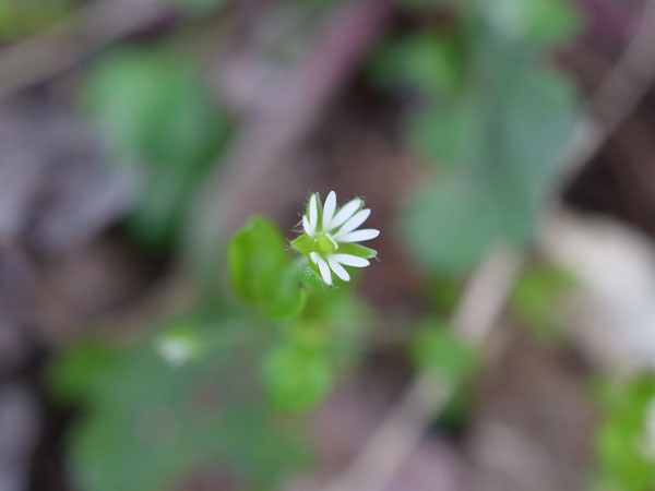 f:id:elmikamino:20110506095340j:image f:id:elmikamino:20110506095340j:image