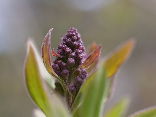 f:id:elmikamino:20110506095440j:image f:id:elmikamino:20110506095440j:image