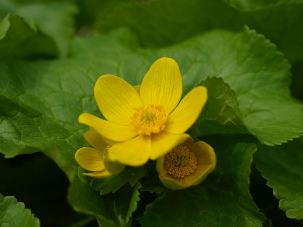 f:id:elmikamino:20110506100437j:image f:id:elmikamino:20110506100437j:image