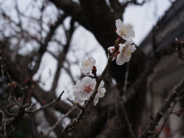 f:id:elmikamino:20110506102450j:image f:id:elmikamino:20110506102450j:image