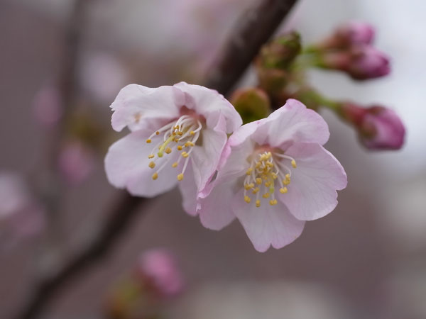 f:id:elmikamino:20110506102729j:image f:id:elmikamino:20110506102729j:image