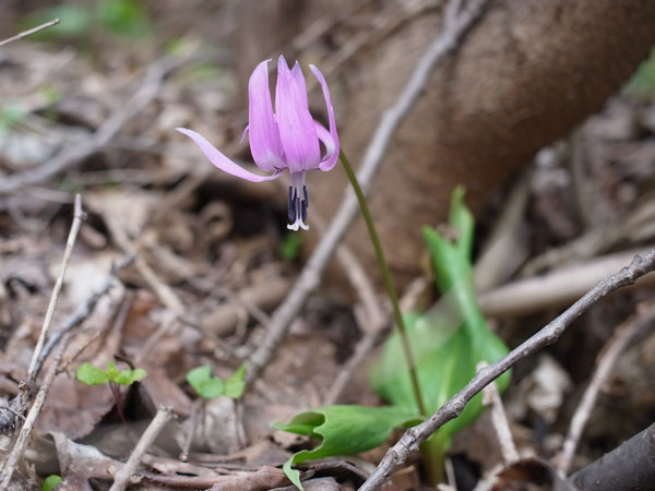 f:id:elmikamino:20110506102916j:image f:id:elmikamino:20110506102916j:image