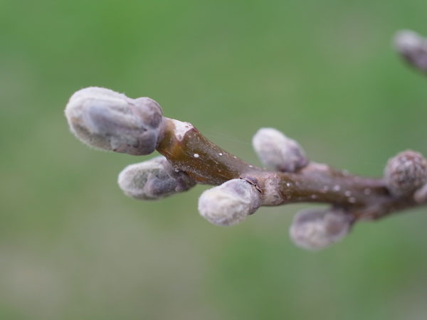 f:id:elmikamino:20110507120233j:image