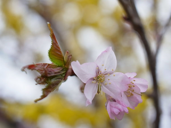 f:id:elmikamino:20110507120234j:image