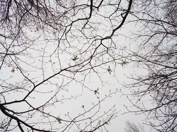 f:id:elmikamino:20110507120235j:image