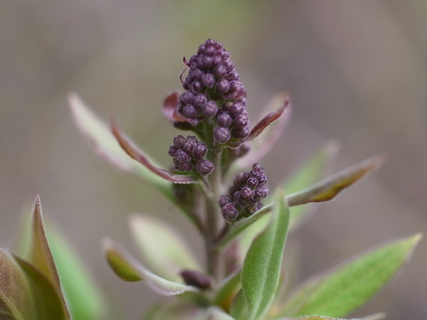 f:id:elmikamino:20110508122133j:image