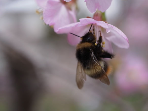 f:id:elmikamino:20110508122135j:image