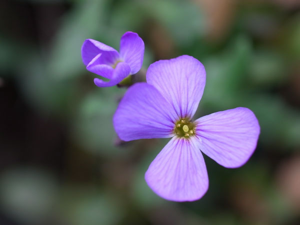 f:id:elmikamino:20110508122138j:image