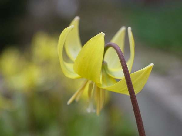 f:id:elmikamino:20110508122139j:image