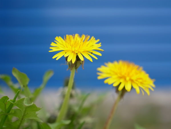 f:id:elmikamino:20110508122140j:image