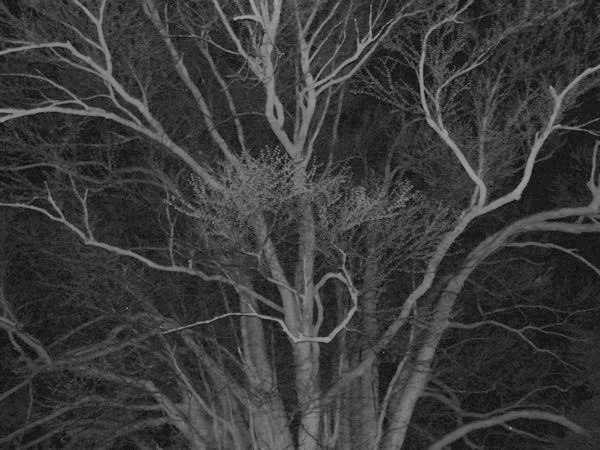 f:id:elmikamino:20110510230945j:image