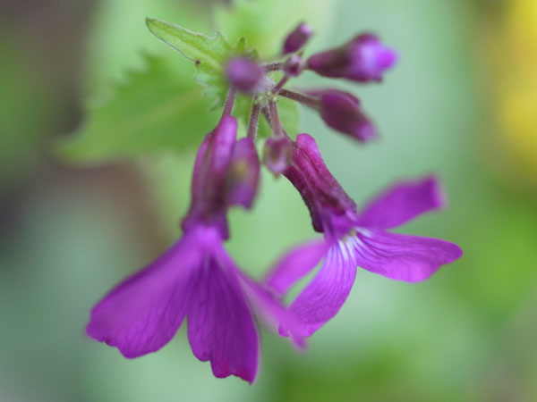 f:id:elmikamino:20110517092921j:image