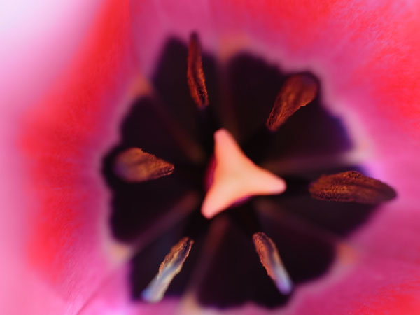 f:id:elmikamino:20110517093709j:image