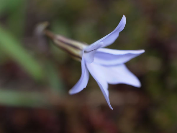 f:id:elmikamino:20110517095549j:image