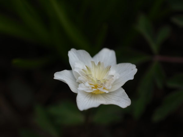 f:id:elmikamino:20110517095610j:image