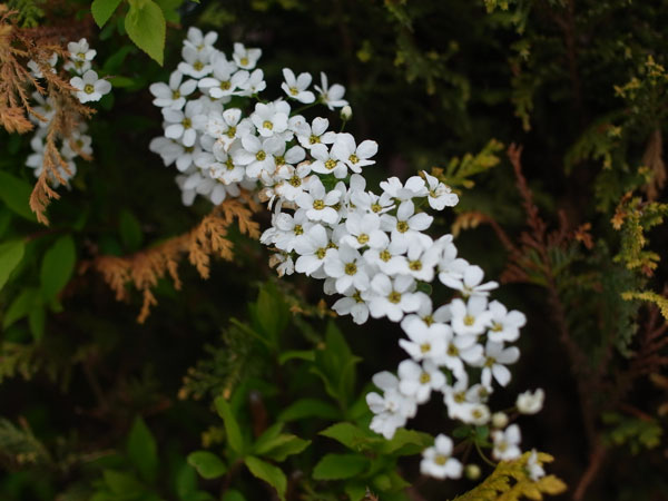 f:id:elmikamino:20110517101422j:image