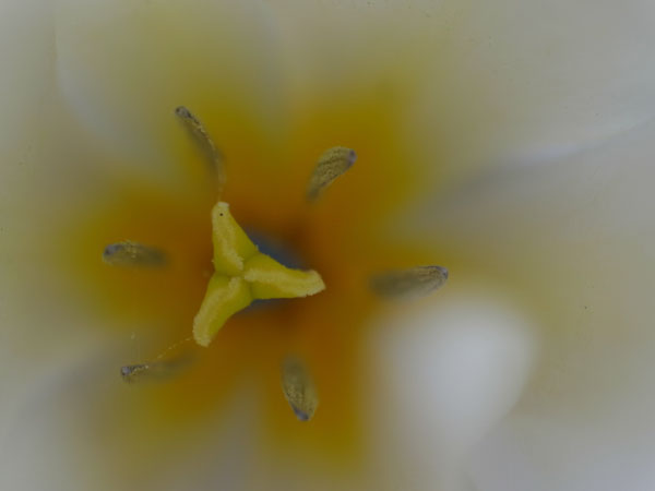 f:id:elmikamino:20110517105019j:image