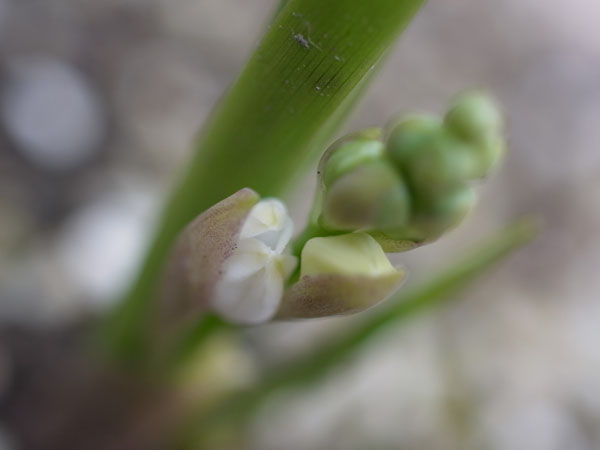 f:id:elmikamino:20110517105224j:image