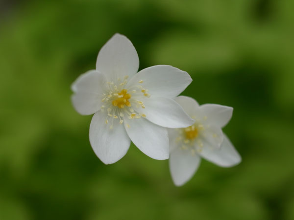 f:id:elmikamino:20110517105338j:image