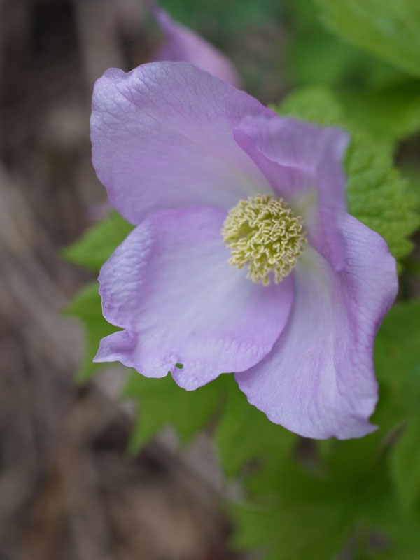 f:id:elmikamino:20110517105406j:image