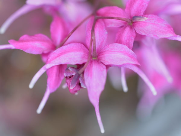 f:id:elmikamino:20110517110136j:image